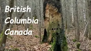Walk the Cedar Forest| Culturally modified trees| Hazelton BC Canada| Relaxing Music #firstnations