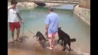 VERANO PERRUNO 2012