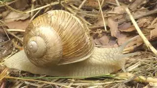 Helix pomatia - Linnaeus, 1758 - (Helicidae) - Escargot de Bourgogne, gros blanc de Champagne