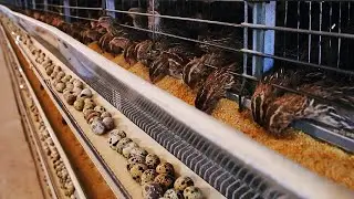 Как перепелиная ферма производит миллионы яиц и мяса &mdash; изнутри современной перепелиной фермы