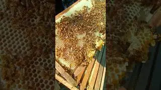 Harvest Fresh Honey Super Hive #beekeeping #honey #honeybeesting #workerbee