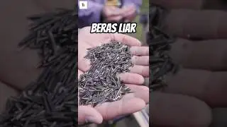 Beras Liar Asli Dari Alam #faktaunik #wildrice
