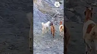 the amazing animals goat walking style