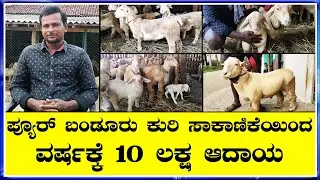 ವರ್ಷಕ್ಕೆ 30 ಬಂಡೂರು ಕುರಿಮರಿ ಸೇಲ್  ಬಂಡೂರು ಕುರಿ ಸಾಕಾಣಿಕೆಗೆ ಮುಖ್ಯವಾಗಿ ಟಗರು ಸೆಲೆಕ್ಷನ್ ಮುಖ್ಯ Bandur Sheep