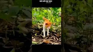 सांप को पड़ा चाटा | Cat vs Snake: Speed and Agility Showdown #shorts #facts #wildlife #science #new