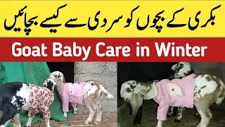 How to Care Goat Baby in Winter | Goat Baby Care in Cold Weather | Goat Farming In Pakistan