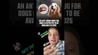 🐾 HUGE NEWS FOR DOG PARENTS! Scientists are developing a groundbreaking anti-aging drug that could