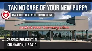 Taking Care Of Your New Puppy - Mallard Point Veterinary Clinic