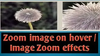 Zoom image on Hover | CSS image effects | Image zoom Effects | CSS-AsonWebs