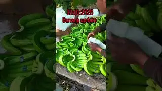 Banana update #viral #agriculture #banana #farming #manikantafertilizers