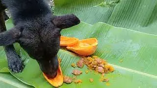 Dog eats papaya (fruitdog )🐕💕👏🏻# fruitdog #dog #doglover