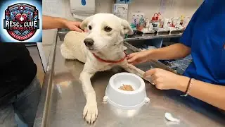 Molly's Journey: From Streets to Safety - An Animal Rescue Tale
