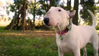 Harlaxton Off-Leash Dog Park // Toowoomba Region