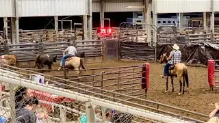 SORTING CATTLE - TEAM SORTING