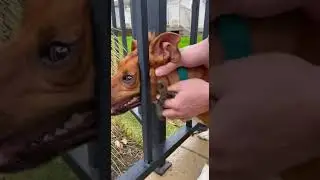 Collar stuck in the fence&hellip; the &ldquo;SNAP&rdquo; is so satisfying   10s Rescue  【衝撃】首輪が抜けない&hellip;一撃で解放