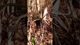 Til&acirc;ndsia paleacea, na natureza