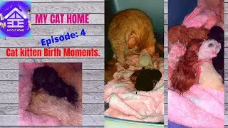 The Kitten Birth Moments, Cat Delivery Time // MY CAT HOME.