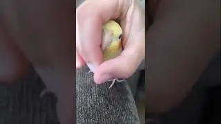 Peekaboo 🐤#birbolove #birdscontent #birdcontent #birbocontent #birbcontent #birdsreunion #birdgrou