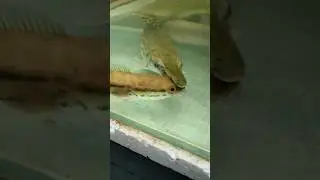 alligator gar VS channa micropeltes #shortsfish #shortfish #viralfish