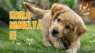 Koira nimeltä Ei | Miman Melodiat | Lastenlauluja suomeksi