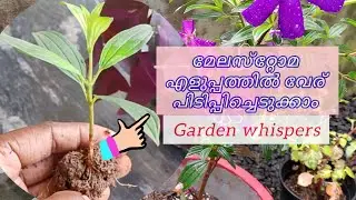 Easily Propagate New Melestoma Plant From Cuttings @suprabhadevi-20