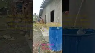 Paitong satu rumah luar dalam 36 kaki panjang tinggi 10 ada13+36Di kuala penyu Sabah batu 4