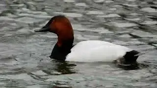 Bufflehead, Canvasback and Smew