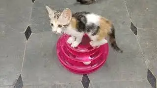 Kittens 🐈 play