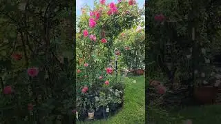 rose vlog 080923 Eden rose arch in summer, we will compare to 2024 in the future