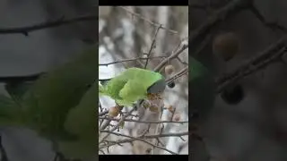 Parkit liar