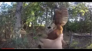 Owl tangled in fishing line gets rescued!