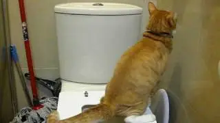 Well-Trained Cat - Ding Ding Flushing toilet