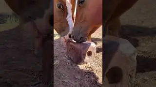 Lovin&rsquo; The Salt Block