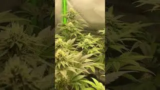 Day 33 Flower | Ethos Genetics #shorts