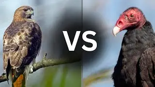 Learn to Identify HAWK vs VULTURE in 4 Minutes