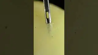 Apricots and Needle | Macro #satisfying #macro #asmr #asmreating #closeup #zoom