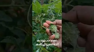 #wildbittergourd #naturevideos #wildvegetables #rarevegetables#medicinalplants  #bittergourd#