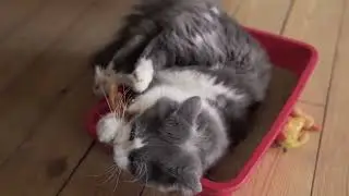 Sleep Music for Cats | Great Music to Play All Night │CAT MUSIC THERAPY