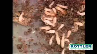 Rottler Termite Protection