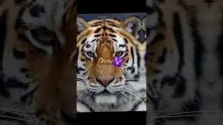 Знаки зодиака,тотемное животное