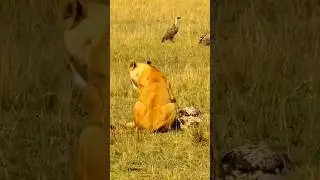 The Most Unlikely Rivalry in Nature