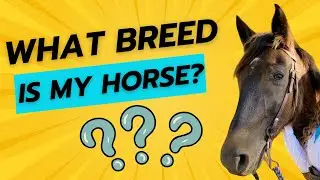 How to Get Horses DNA Tested #breeds #shocking #galiceno