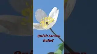 Quick Stress Relief Mini-Meditation: 40-Second Break for Inner Peace