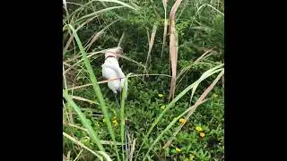 D&eacute;monstration de travail de recherche et d&eacute;tection du rat dans un champ de cannes &agrave; sucre