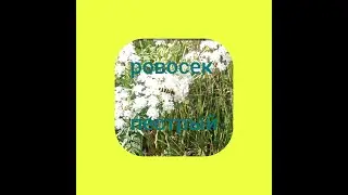 Пёстрый усач