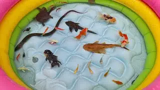 Catch Beautiful Aquarium Fish!! ikan molly,koki,cupang,glofish,sumatra,belut,bulus,sapusapu