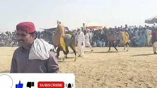 ghodon ka Mela hamare shahar ka Mela peer Bilal Mela दूर-दूर se ghode Bada Mela vadde vadde ghode🐴🐎🐎