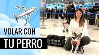 C&Oacute;MO VIAJAR CON TU PERRO ARRIBA DEL AVI&Oacute;N | Ceci de Viaje