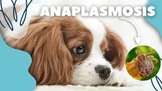 ESTO PUEDE SER MORTAL PARA TU MASCOTA 😭😱 *INFORMACIÓN IMPORTANTE*