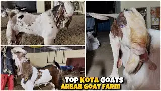 Colourful Palti Layak KOTA Bakre at ARBAB Goat Farm Bhiwandi Padhga